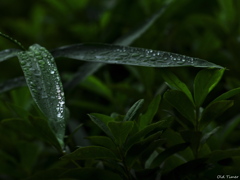 梅雨の光