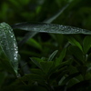 梅雨の光