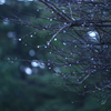 雨が咲かせた梅の花