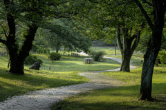 緑香る朝陽の当たる坂道