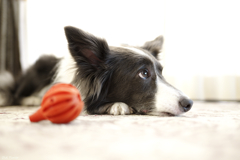 テレビを観る犬