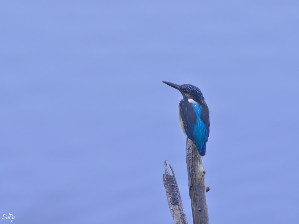 Blue in Blue