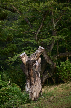 枯木かはたまたオブジェか？