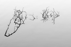 虚実の陰陽