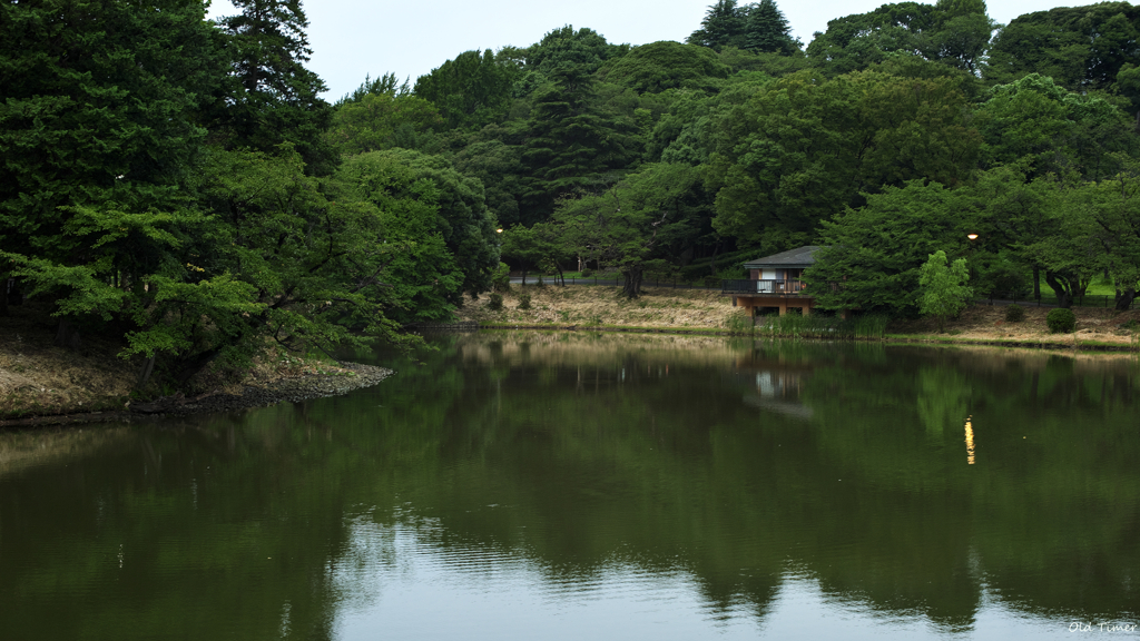 雨上がりの深緑