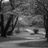 桜舞う朝陽の当たる坂道