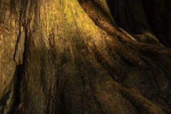 Root
