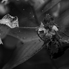 飛花落葉
