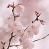 春が来た！