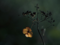 The Light of Solitude