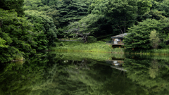 深まりゆく緑