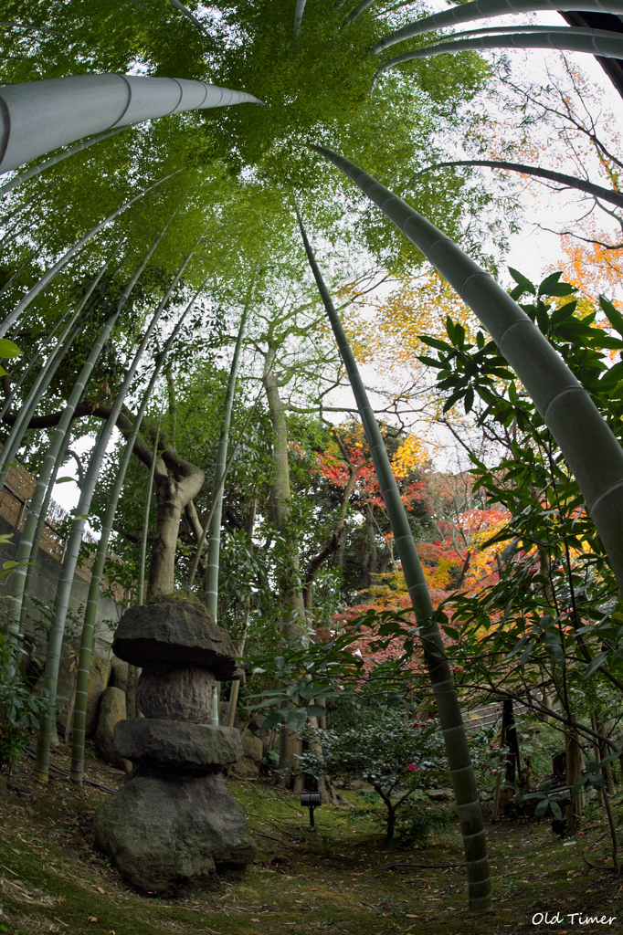 晩秋の竹林