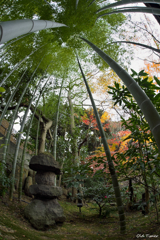 晩秋の竹林