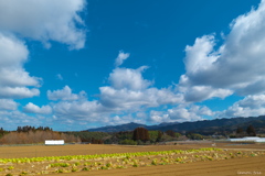 冬の大空