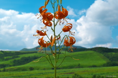 夏の思い出 2