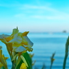 夏を忘れて
