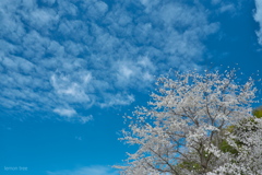 また来年