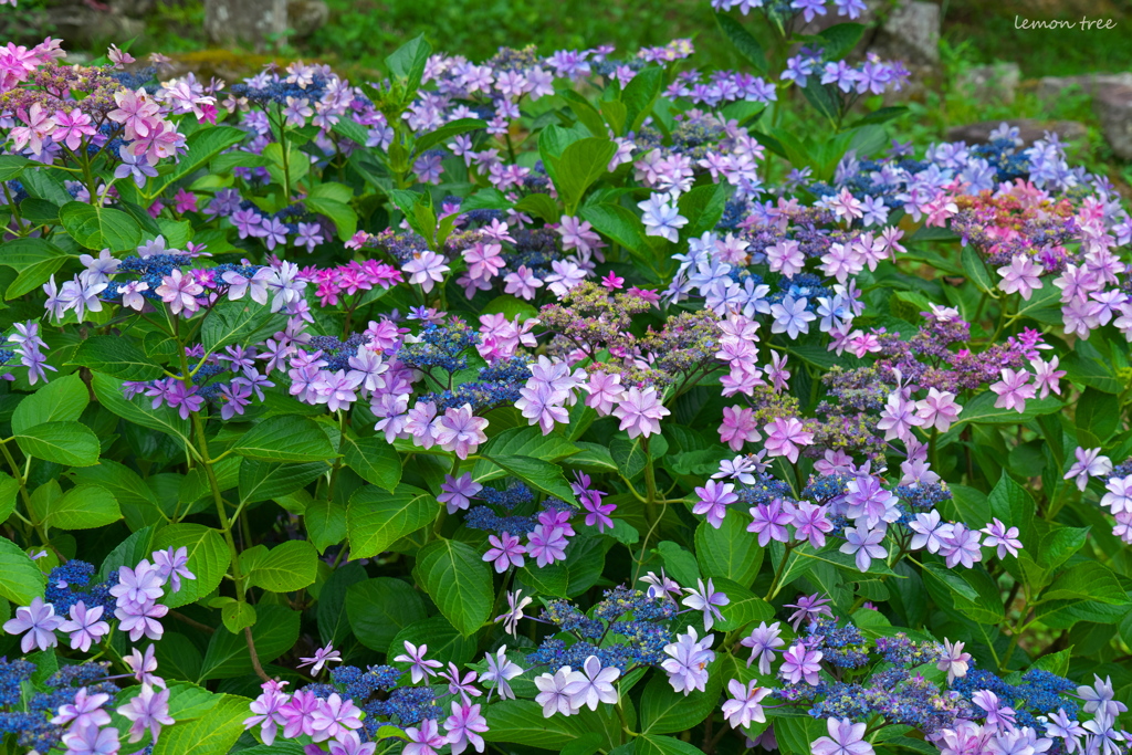 紫陽花模様