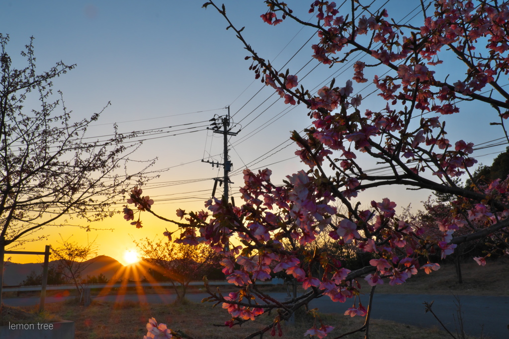 河津桜と電柱