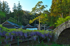 神社の藤棚 2