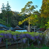 神社の藤棚 2