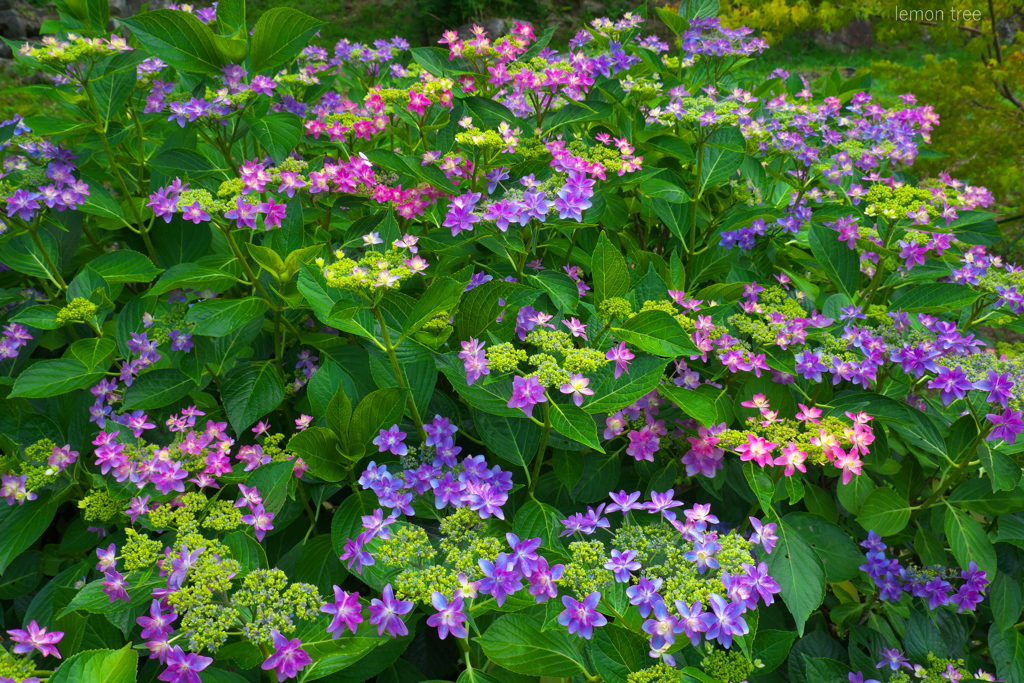 里の花園