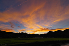夕暮れの田んぼ