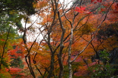 枯れ木の向こう