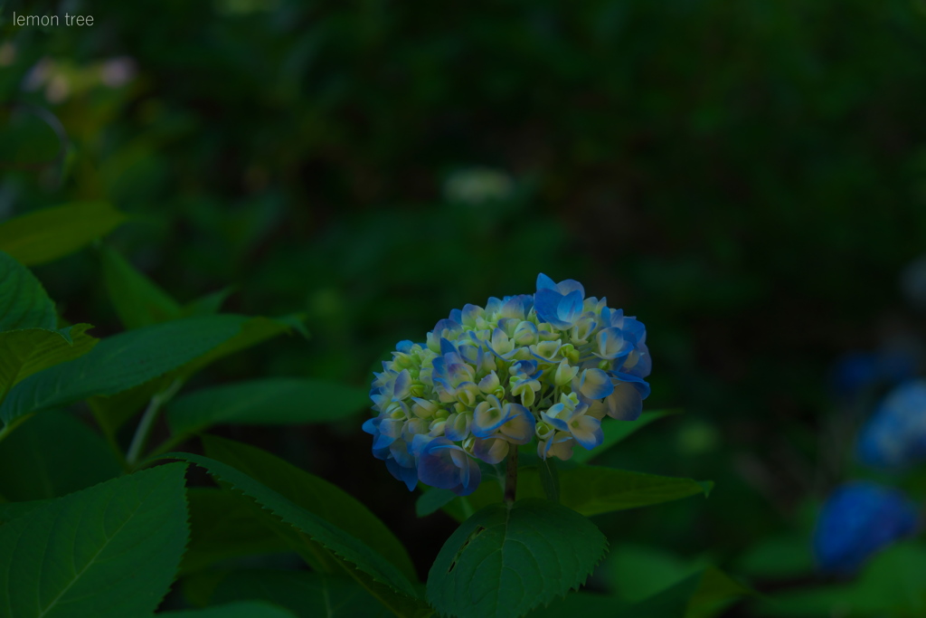 ソロ