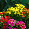 flower challenge 2