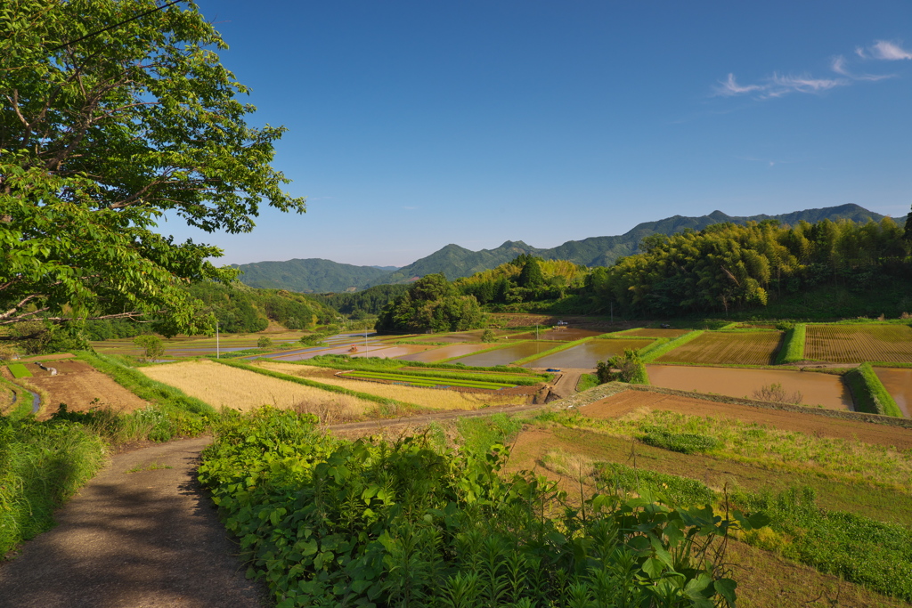 田んぼにつづく道
