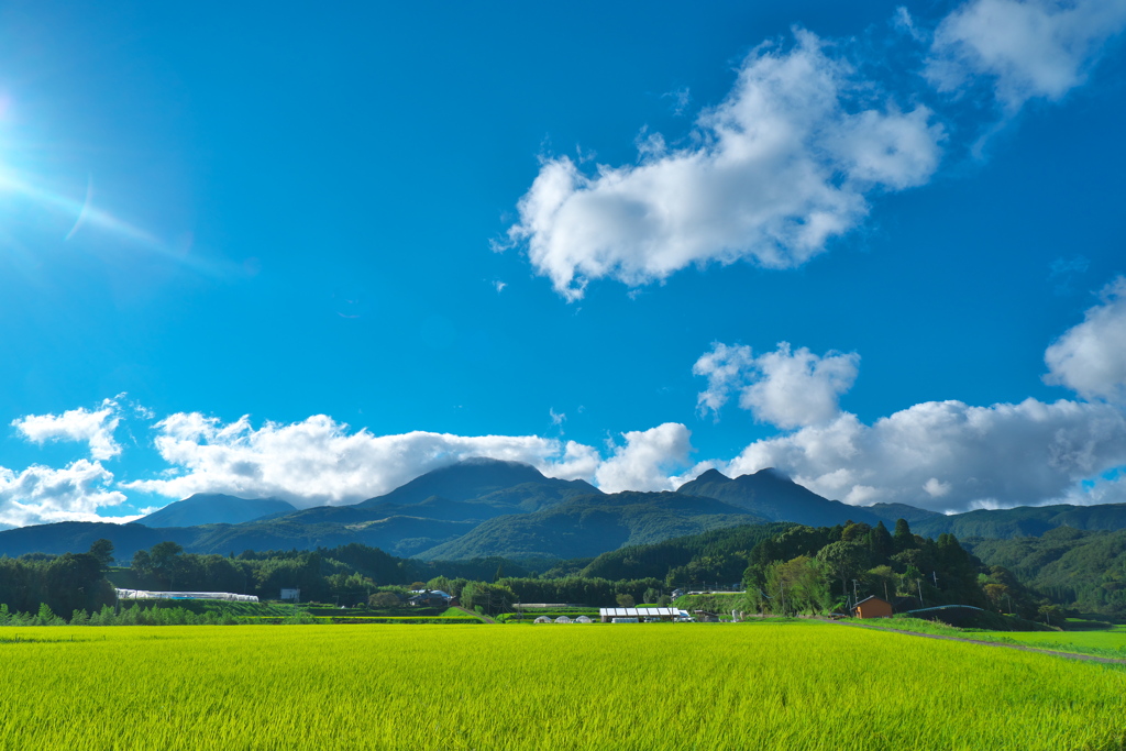 shining rice field