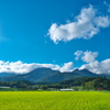 shining rice field