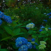 紫陽花
