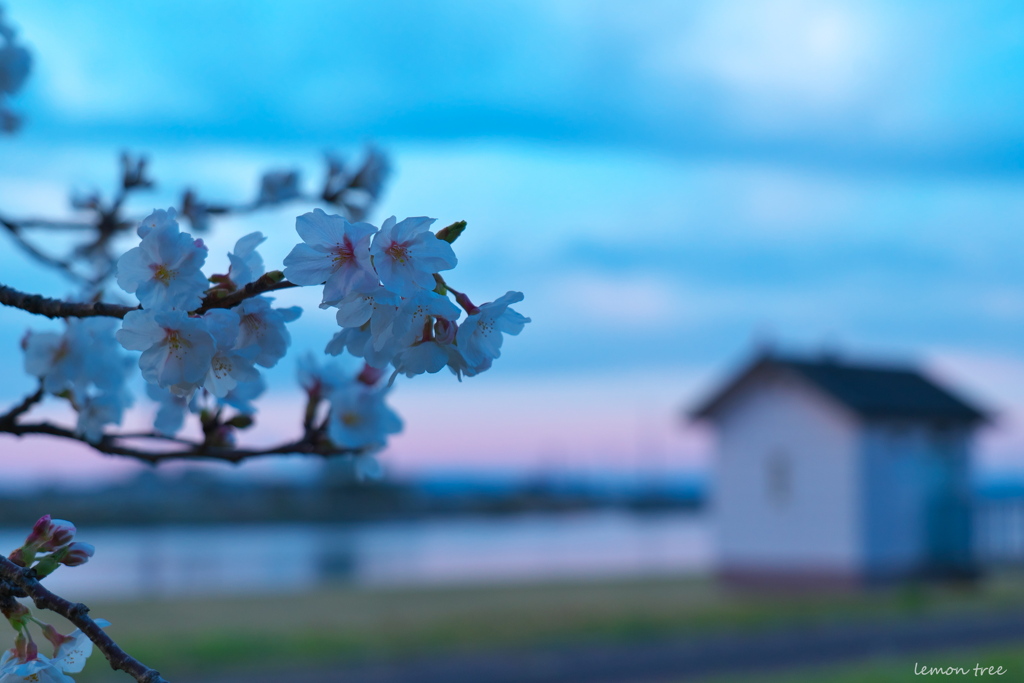 夕刻の桜