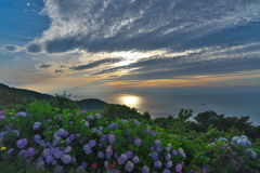 紫陽花越しの空と海