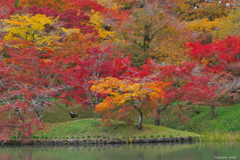 花のように