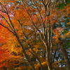 昨年の紅葉
