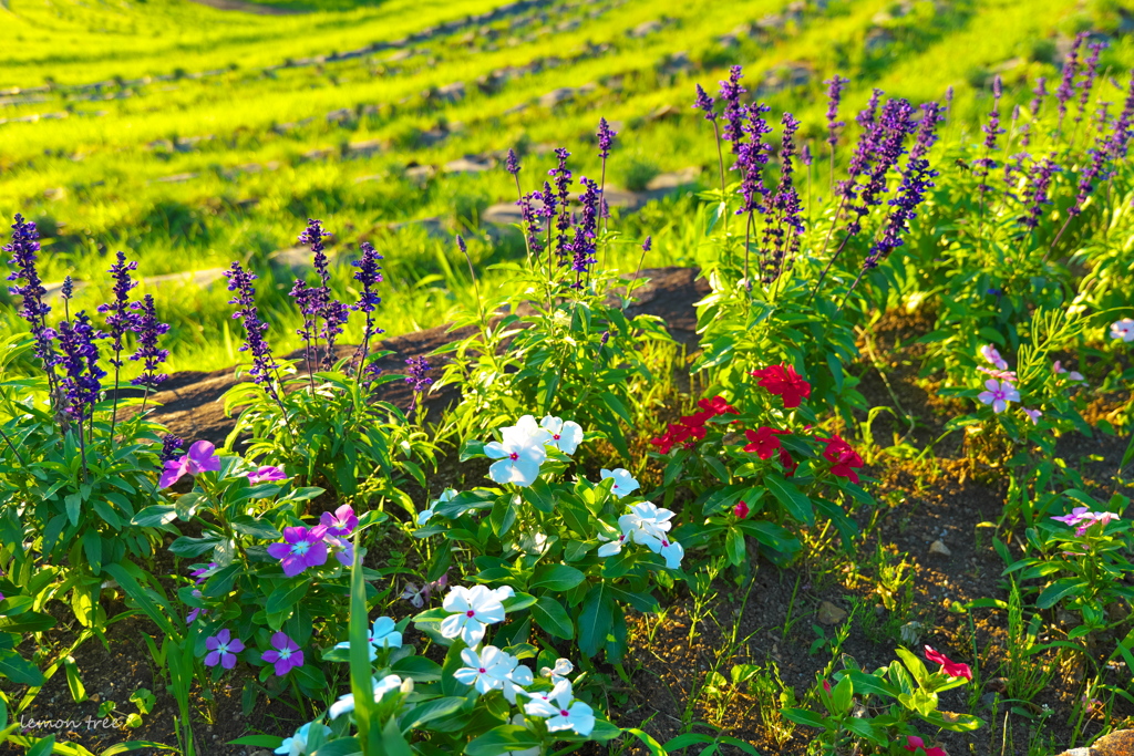 小さな花畑
