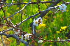 もうすぐ春ですね