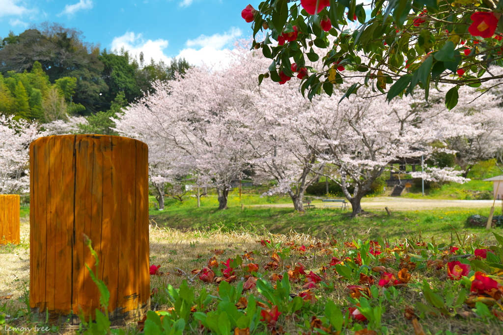 地上に降りた花びら