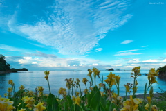 海岸に咲く