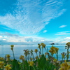 海岸に咲く