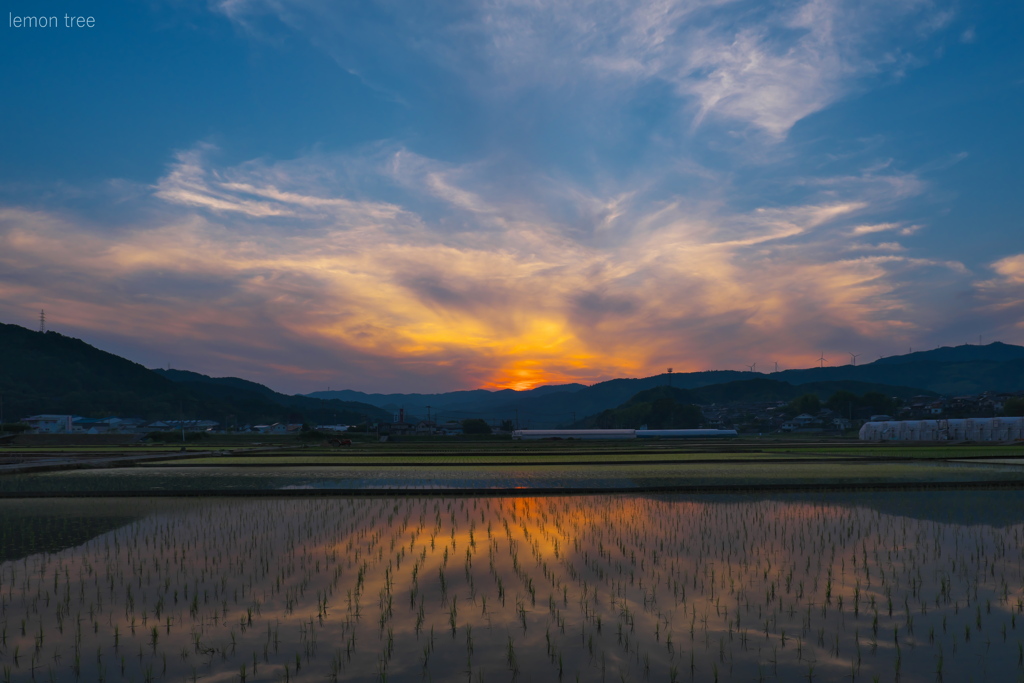 田植えの季節 ２