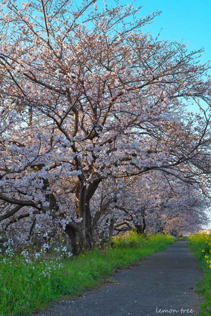 桜道