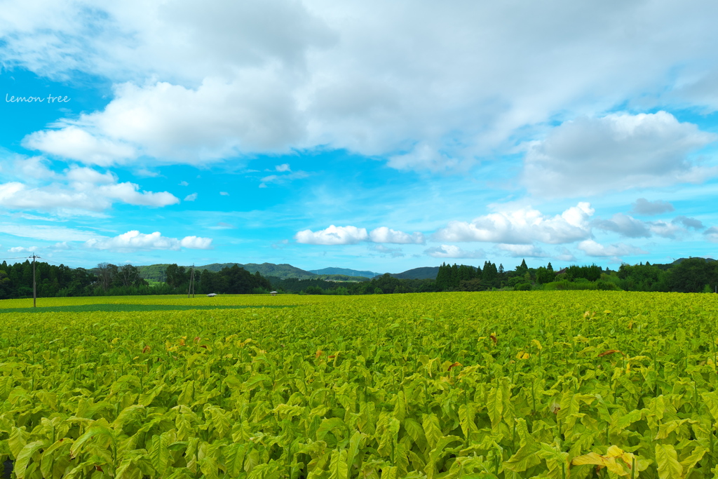 tobacco