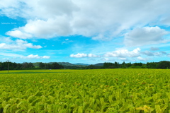 tobacco