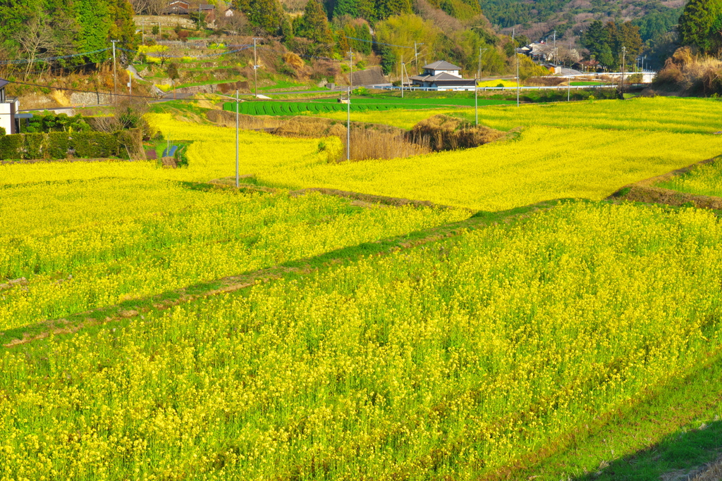 田んぼのアート
