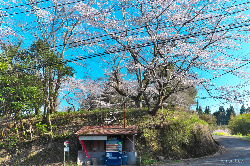 バス停の春
