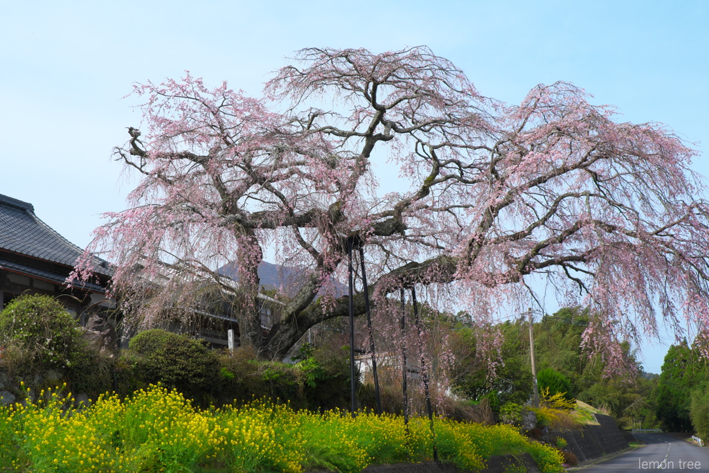 山間のしだれ桜